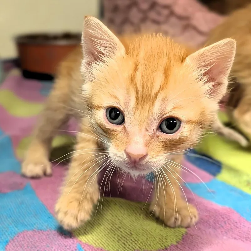 A baby small-sized female Orange / Red Domestic Short Hair cat named Amber for adoption in Buchanan Dam, TX