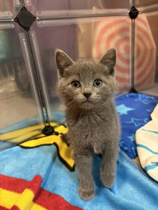 A baby medium-sized male Domestic Short Hair cat named Momo for adoption in Chesapeake Beach, MD