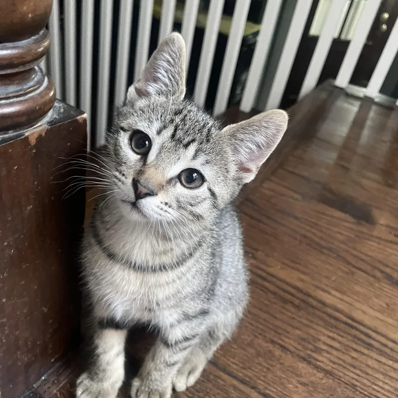 A baby medium-sized female Tabby (Gray / Blue / Silver) Domestic Short Hair cat named Anu for adoption in Chicago, IL
