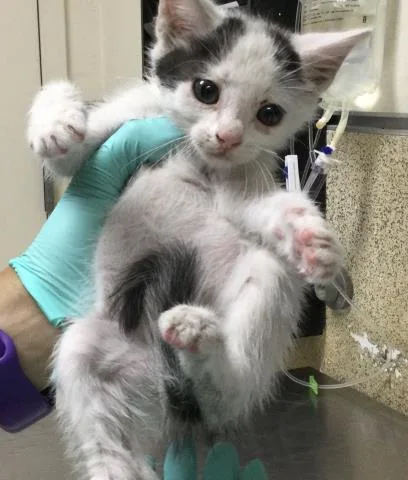 A baby small-sized male Domestic Short Hair cat named Scout for adoption in Riverside, CA