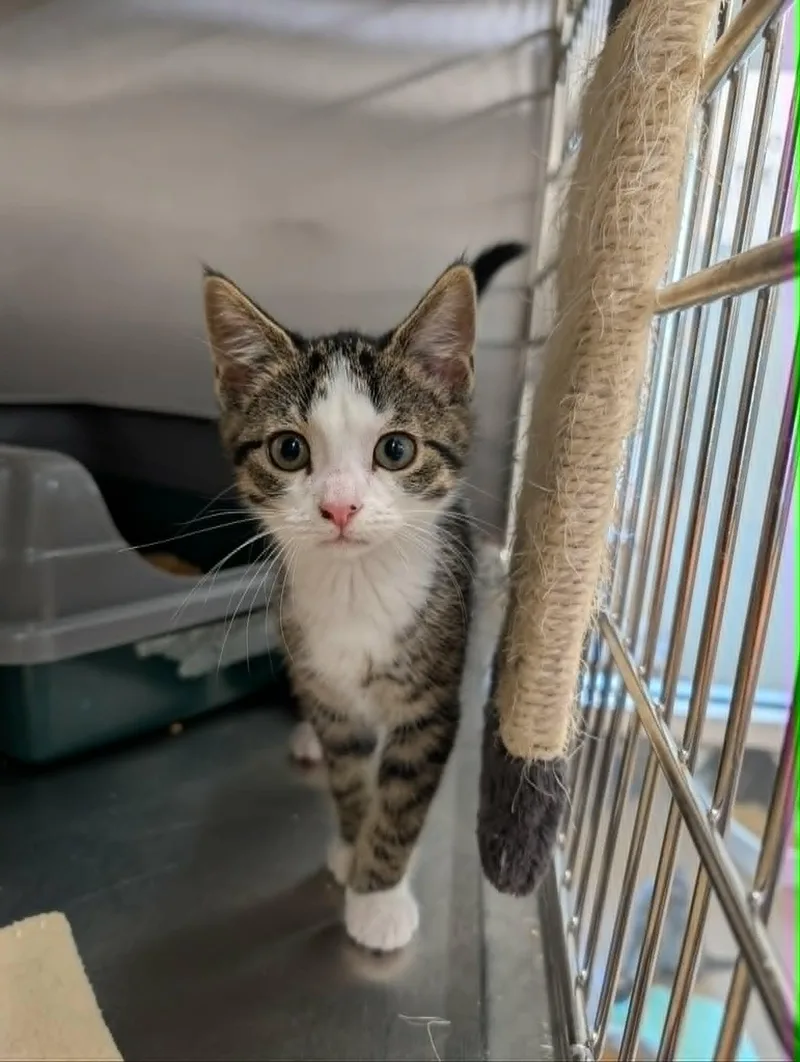 A baby medium-sized female Tabby (Brown / Chocolate) Domestic Short Hair cat named Cicada for adoption in Chambersburg, PA