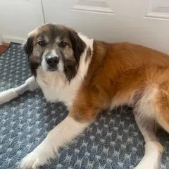 Chester G thumbnail 3