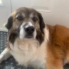 Chester G thumbnail 4