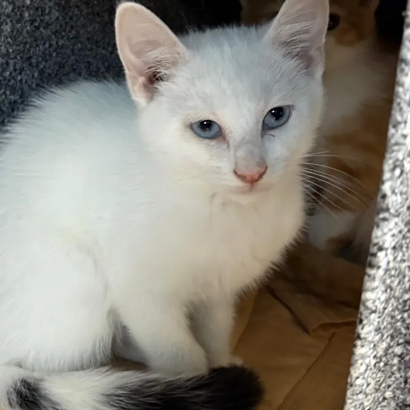 A baby small-sized male White Domestic Short Hair cat named Nick for adoption in Birdsboro, PA