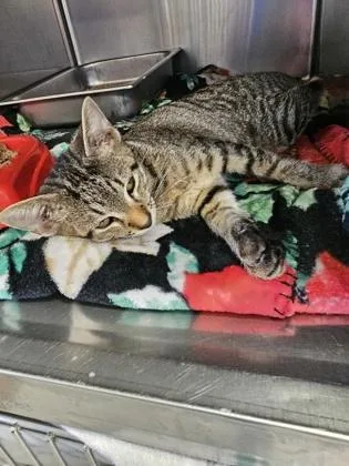 A baby small-sized male Domestic Short Hair cat named Fish Biscuit for adoption in Gainesville, FL