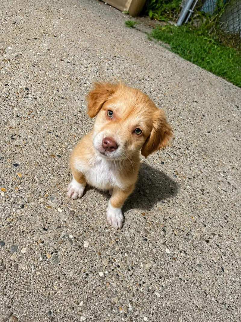 A baby medium-sized female Red / Chestnut / Orange Mixed Breed dog named Honey for adoption in Kenosha, WI