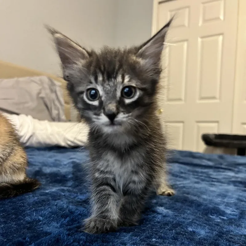 Coffee In The Morning