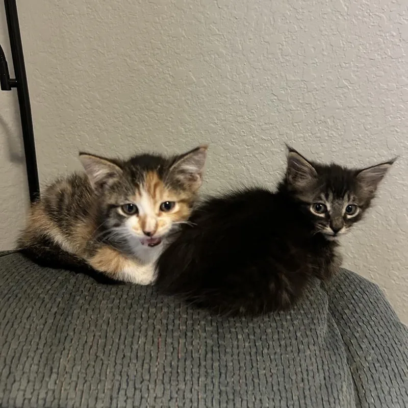 Coffee In The Morning thumbnail 2