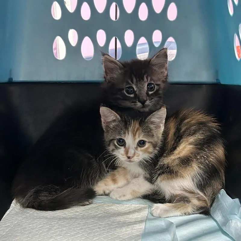 Coffee In The Morning thumbnail 4