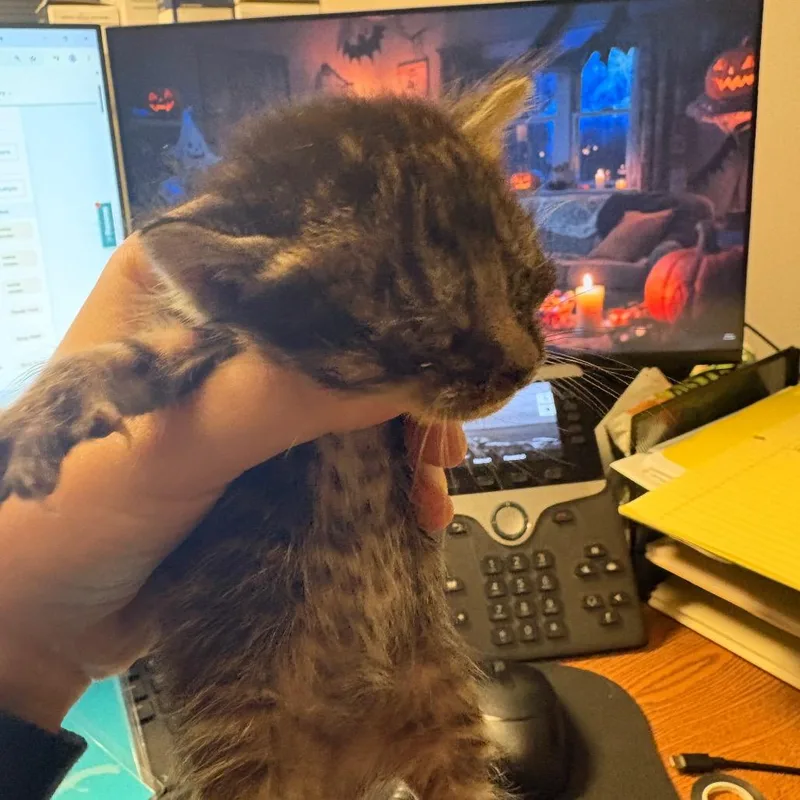 A baby small-sized female Black American Shorthair cat named Kiki for adoption in Lufkin, TX