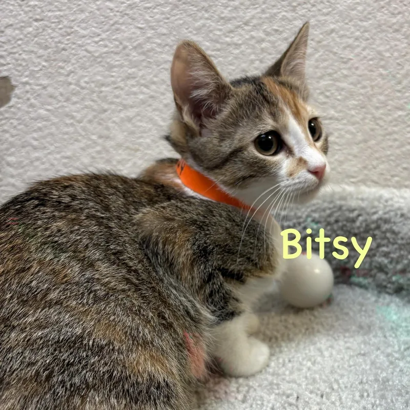 Bitsy