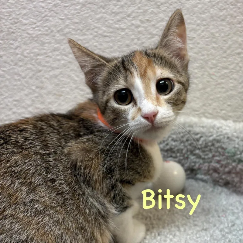 Bitsy thumbnail 2