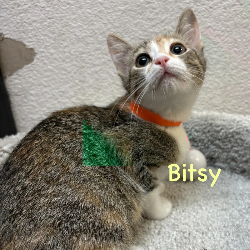 Bitsy thumbnail 3