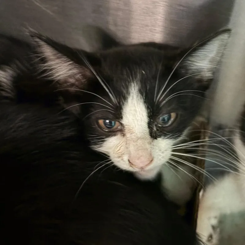 A baby small-sized male Black Domestic Short Hair cat named Lettuce for adoption in Lake Jackson, TX