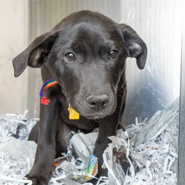A baby small-sized female Labrador Retriever dog named Earthquake for adoption in St. Louis, MO
