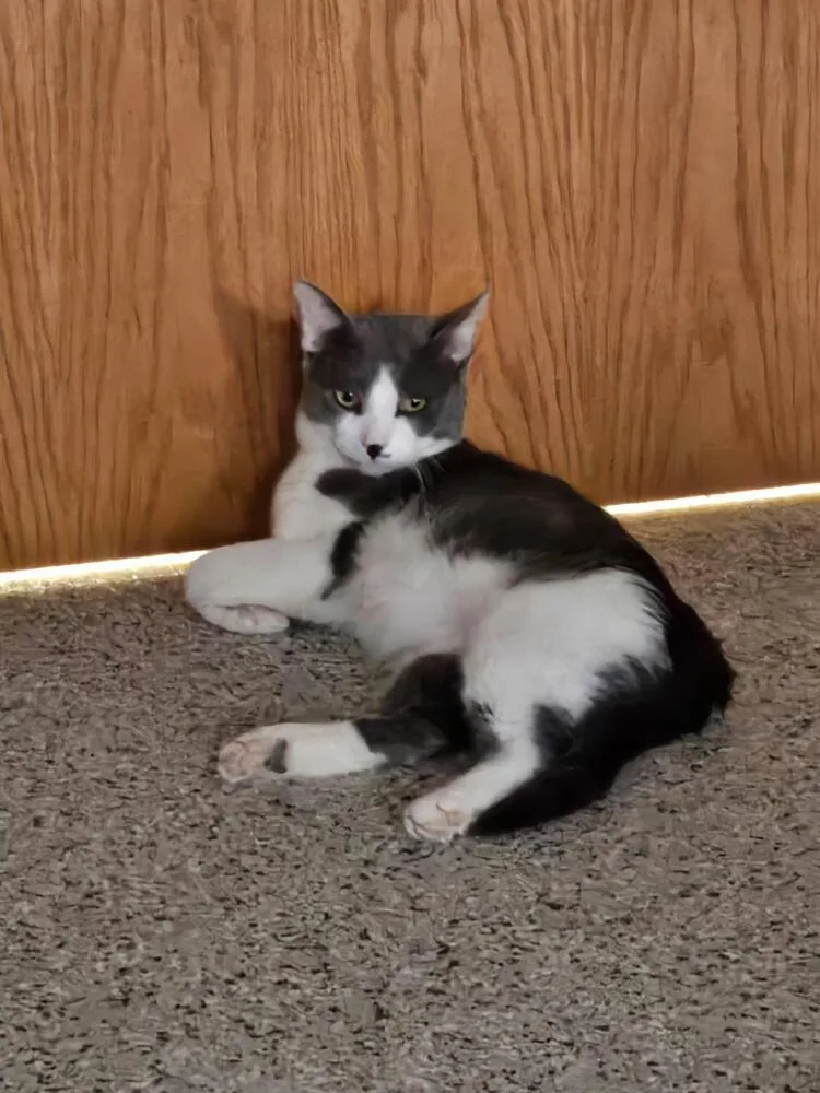 A young medium-sized male Gray & White Domestic Short Hair cat named Moose for adoption in Plymouth, MN