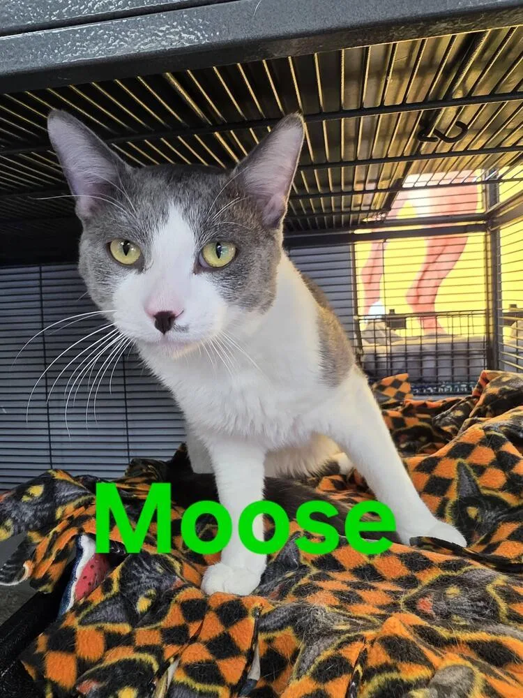 Moose thumbnail 2