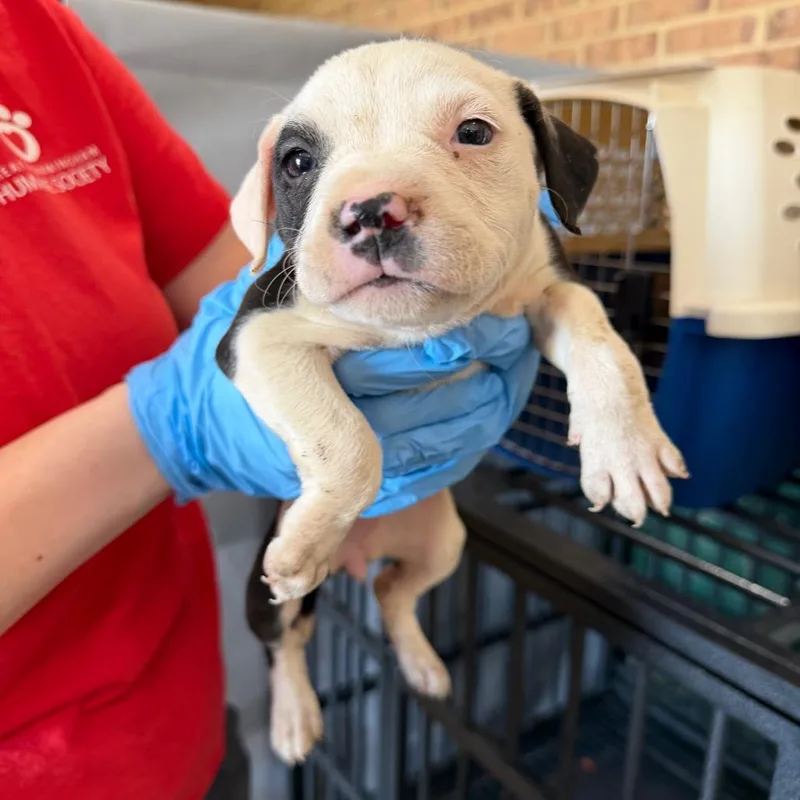 A baby small-sized female Black Pit Bull Terrier dog named Lucy for adoption in Birmingham, AL