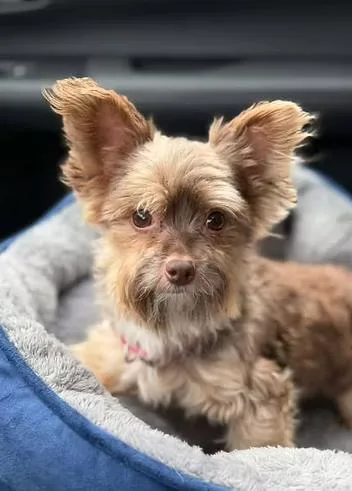 An adult small-sized male Yorkshire Terrier dog named Tito for adoption in Racine, WI