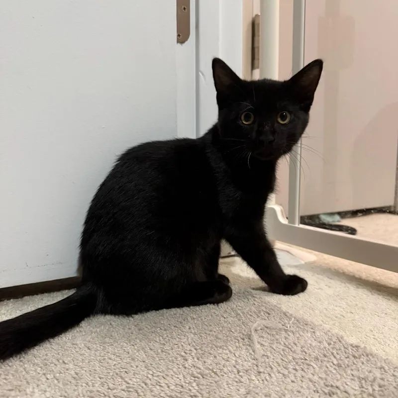 A baby small-sized male Black Domestic Short Hair cat named Gator for adoption in Kansas City, MO