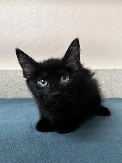 A young small-sized female Domestic Medium Hair cat named Beetle for adoption in Phoenix, AZ