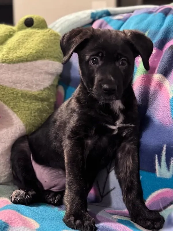 A baby large-sized female Brindle Retriever dog named Hazel for adoption in Van Nuys, CA