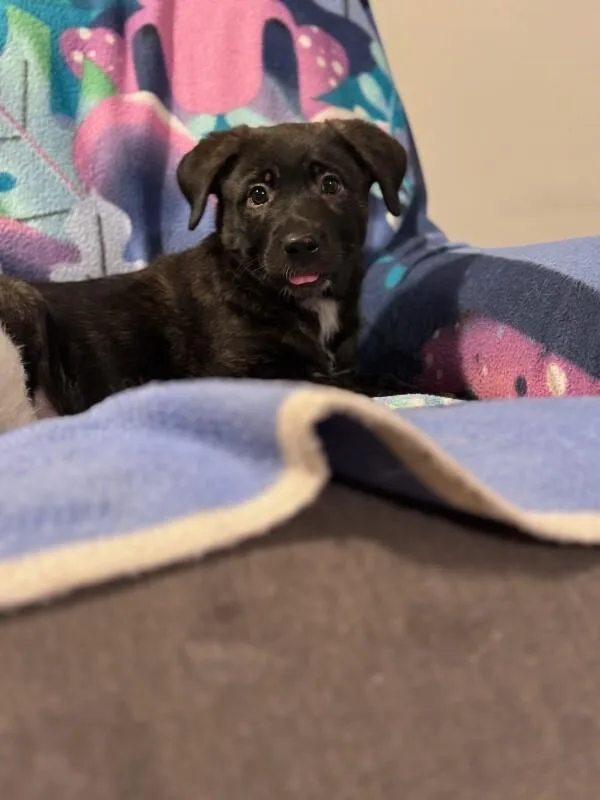 Hazel thumbnail 5