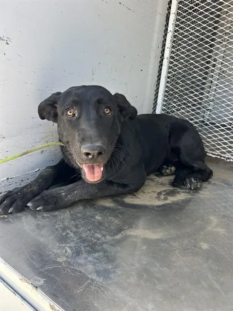 Maiz URGENT