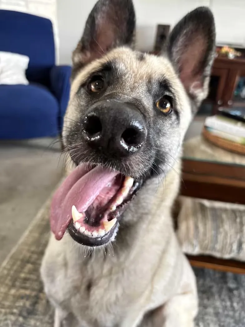 An adult medium-sized female Yellow / Tan / Blond / Fawn Shepherd dog named Indiana for adoption