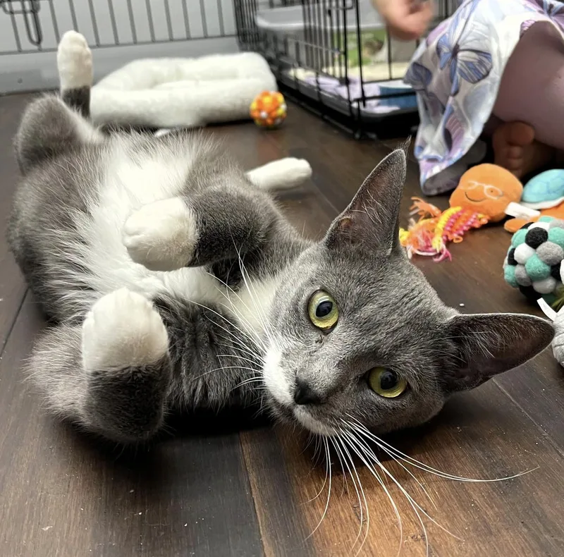An adult medium-sized female Gray & White Domestic Short Hair cat named May for adoption in Rochester, NY
