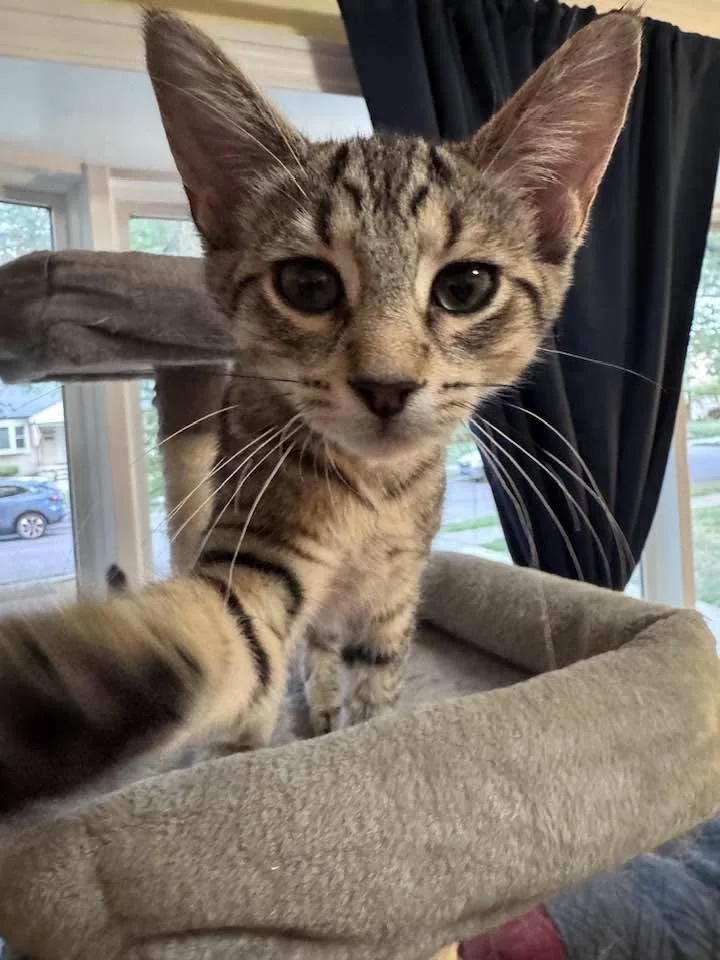 A baby medium-sized female Tabby (Brown / Chocolate) Domestic Short Hair cat named Sasha for adoption in Sterling Heights, MI