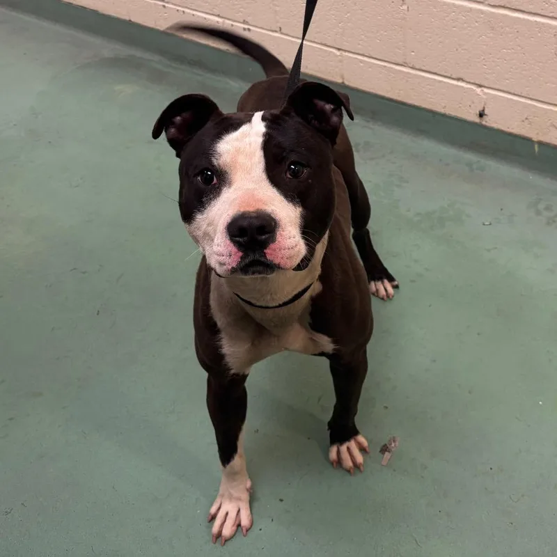 A young medium-sized male Brown / Chocolate Mixed Breed dog named Dog for adoption in Memphis, TN