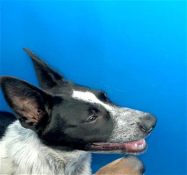 A baby large-sized female Mixed Breed dog named Carol for adoption in Dallas, TX