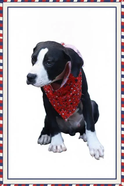 A baby medium-sized male Black Boxer dog named Dale for adoption in Eglin AFB, FL