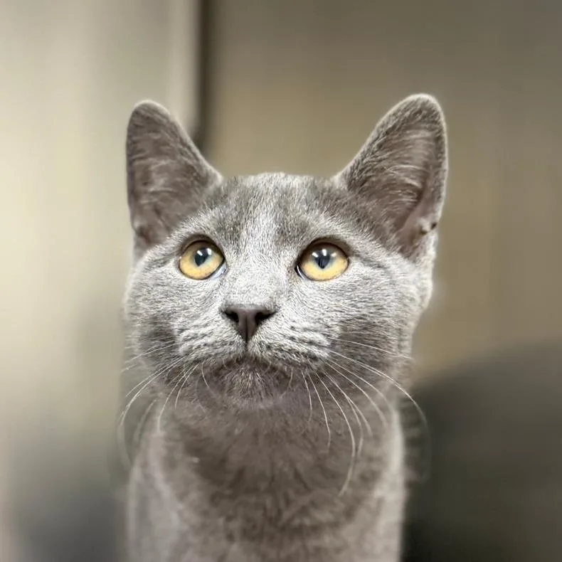 A baby small-sized female Gray / Blue / Silver Domestic Short Hair cat named Burma for adoption in Pittsford, VT