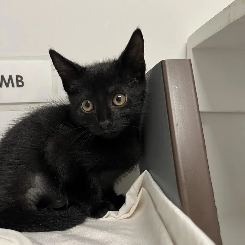 A baby small-sized female Black Domestic Short Hair cat named Hazel for adoption in West Palm Beach, FL