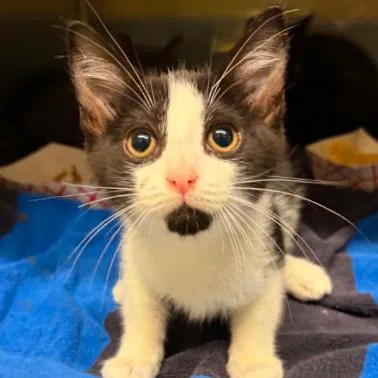Chili