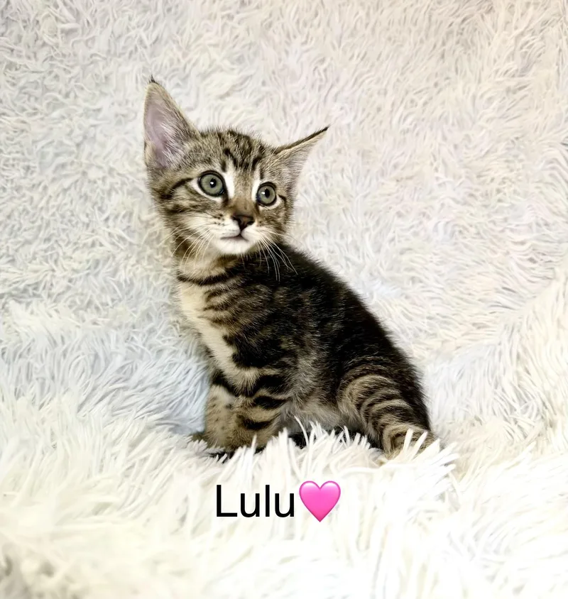 A baby medium-sized female Tabby (Brown / Chocolate) Domestic Short Hair cat named Lulu for adoption in Copley, OH