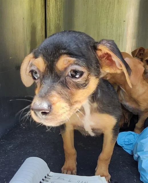 A baby small-sized female Terrier dog named Minnie for adoption in San Antonio, TX