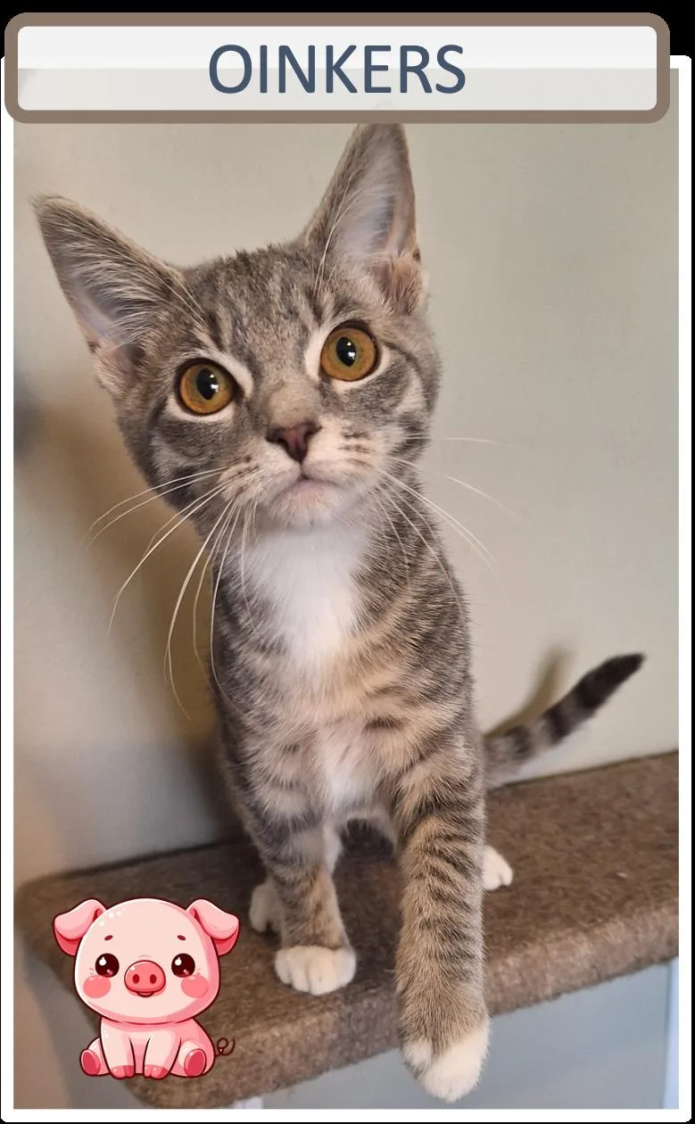 Oinkers Woofers Squeakers thumbnail 2