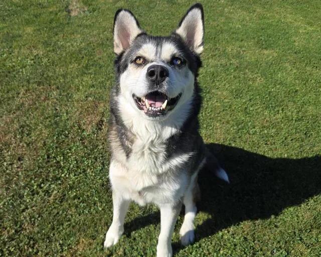 An adult large-sized male Husky dog named Nanook for adoption in Auburn, CA