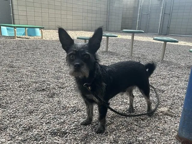 A young small-sized male Cairn Terrier dog named Gerard for adoption in Mesa, AZ