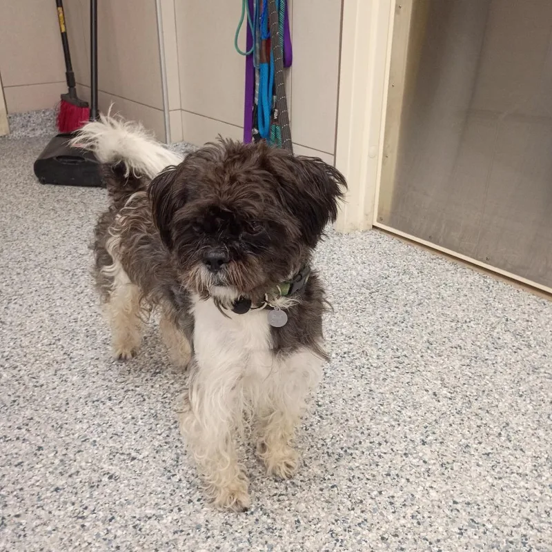 An adult small-sized male Black Shih Tzu dog named Snoopy for adoption in Chicago, IL