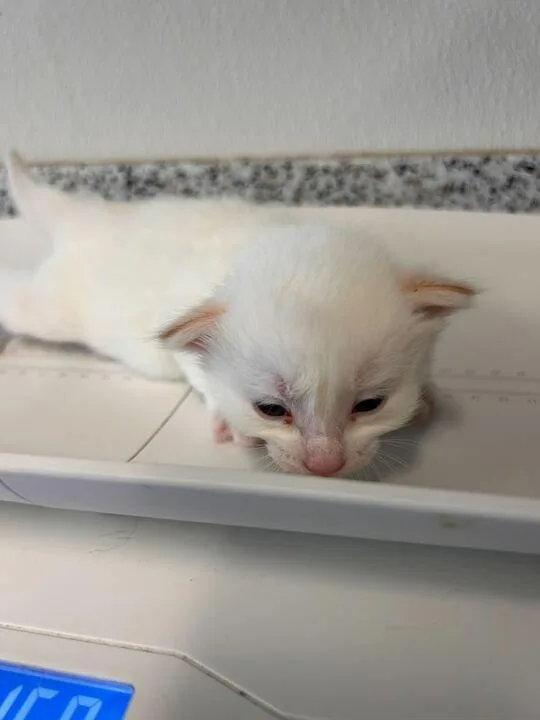 A baby medium-sized male Domestic Short Hair cat named Valentino for adoption in Minot, ND