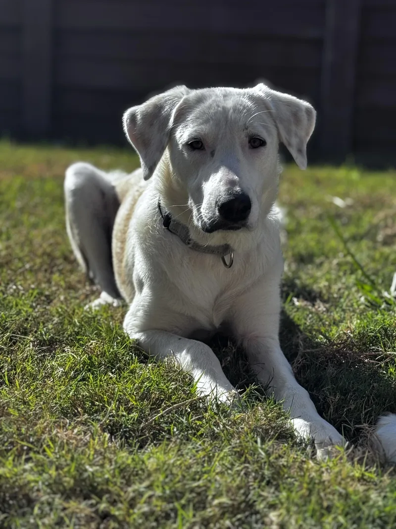 Clementine thumbnail 3