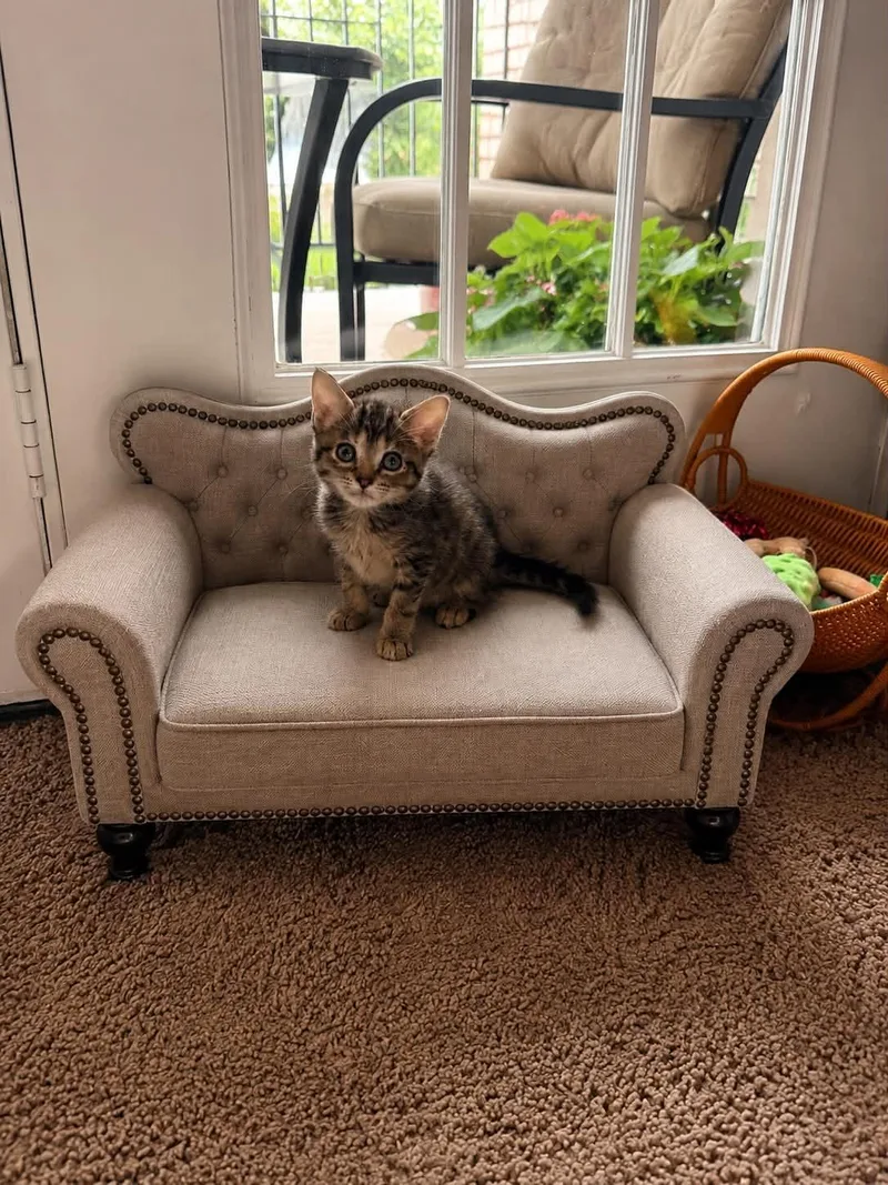 A baby small-sized female Domestic Short Hair cat named Sassafras for adoption in Randolph, AL