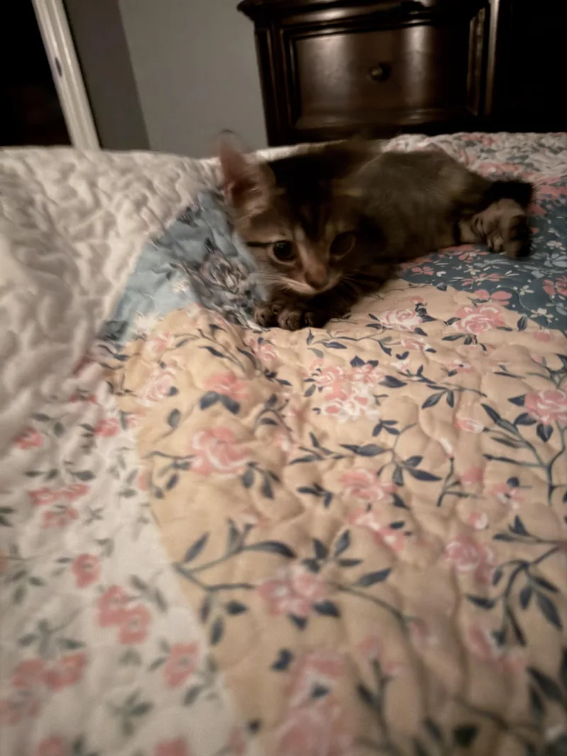 Sassafras thumbnail 2