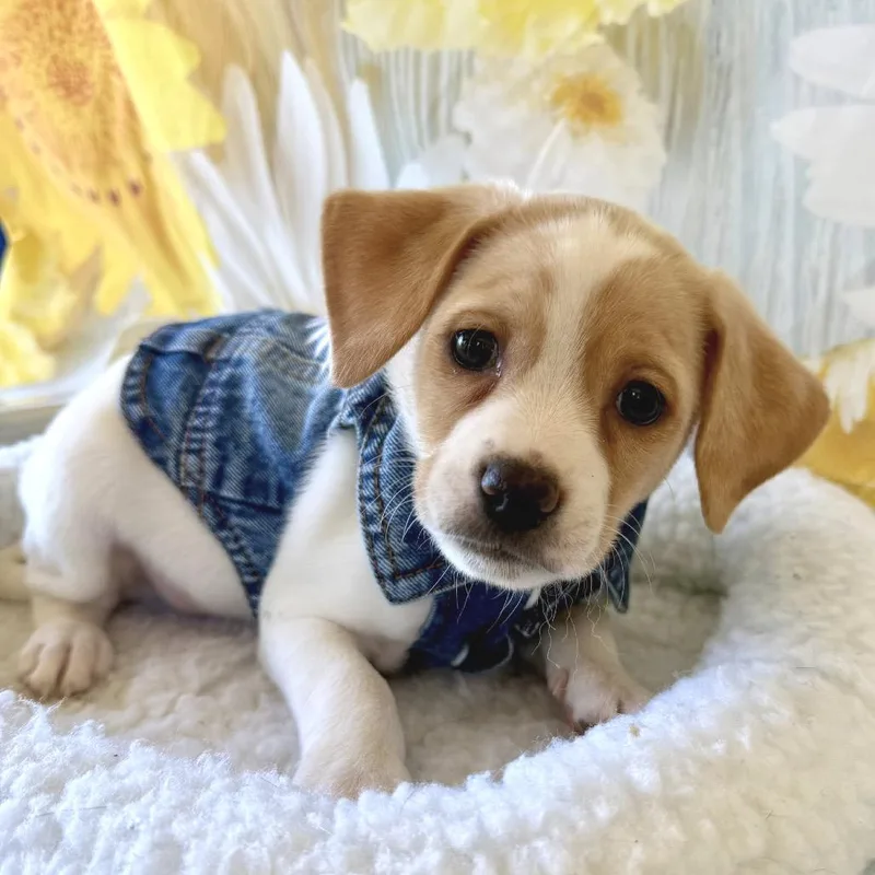 A baby small-sized male Jack Russell Terrier dog named Yulan Magnolia for adoption in Cumming, GA