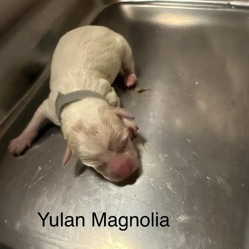 Yulan Magnolia thumbnail 3