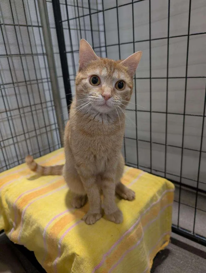 An adult medium-sized female Buff & White Domestic Short Hair cat named Bernie for adoption in Columbus, OH